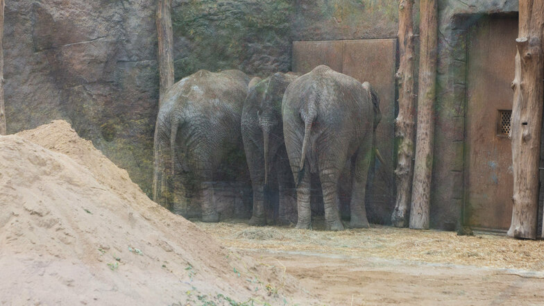 Ein Abschied auf Elefantenart? Die drei Damen Mogli, Sawu und Drumbo stehen die ganze Zeit über am Tor, während Tembo in die Box verladen wird.