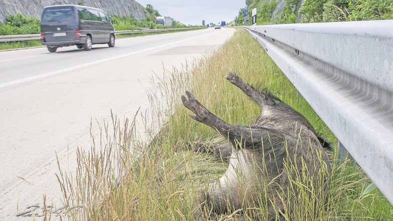 Verkehrsopfer: Dieser Keiler hat den Ausflug auf die Autobahn mit dem Leben bezahlt. (A. Weihs)