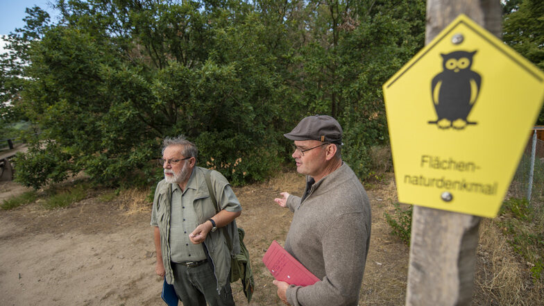 Thomas Westphalen (rechts) und Peter Schmidt vom Verein Sächsischer Heimatschutz erklären auf der Boselspitze, wie der Waldumbau erfolgen soll.