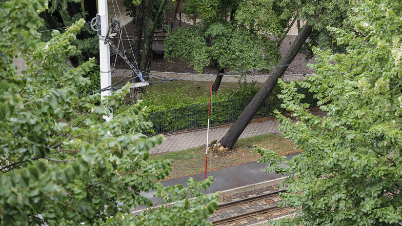 Ein umgeknickter Baum an der Biesnitzer Straße war Folge eines Sturms im August 2019. Der Baum musste weichen.