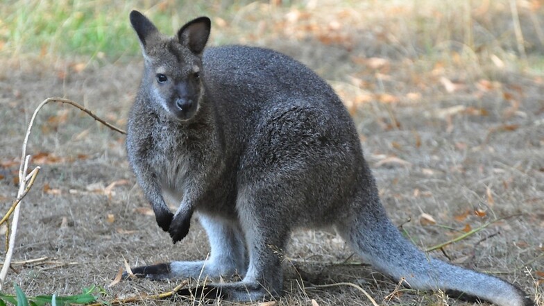 Das Känguru irrte in Kollm herum, wurde gefangen. Aus dem Tierpark Görlitz wurde es Donnerstag nach Weißwasser gebracht.