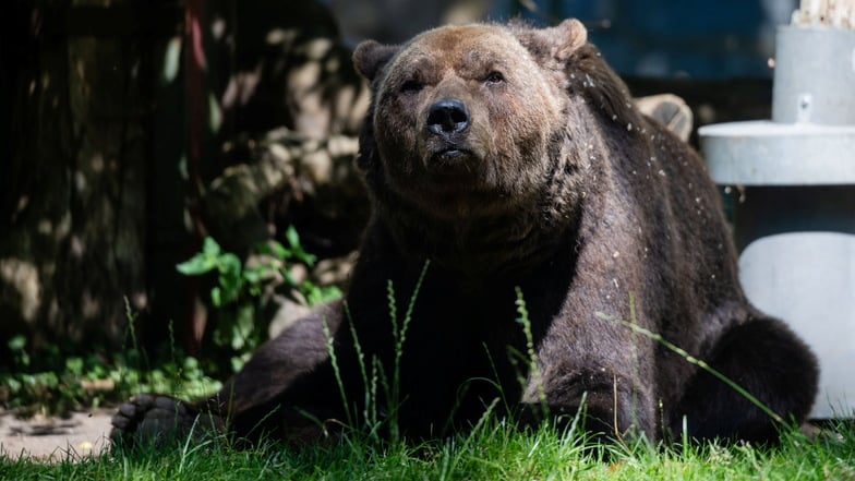 Balu sollte zur Untersuchung nach Leipzig, doch er ging nicht in die Transportbox. Nun bleibt der Braunbär vorerst im Tierpark Bischofswerda.