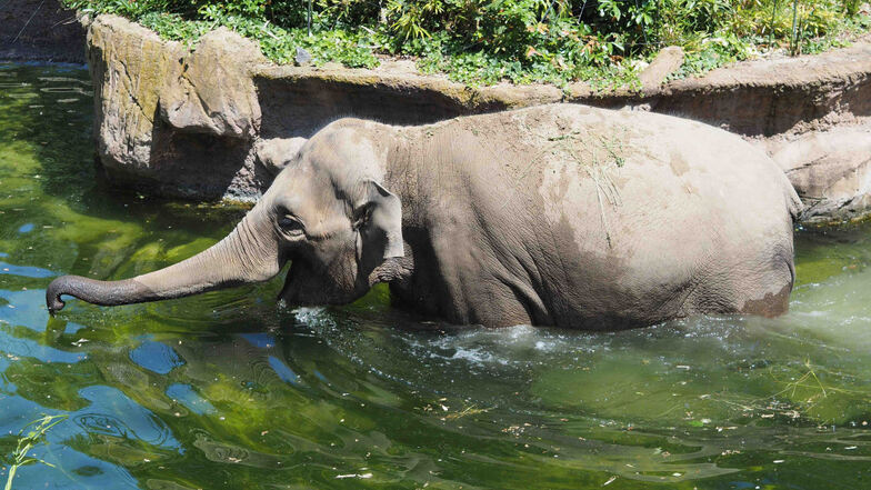 Elefantendame „Don Chung“ auf der Außenanlage im Zoo Leipzig kommt im Sommer in den Cottbuser Tierpark.