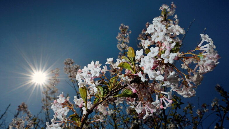 Die Baumblüte ist bei dem wechselhaften Wetter in diesem Jahr noch nicht vorbei. Zum Blütenfest am Sonntag könnten die Besucher also Glück haben und noch etwas von der Baumblut in Leisnig sehen.