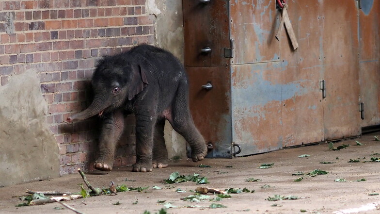 Elefantenbaby im Leipziger Zoo für Besucher zu sehen