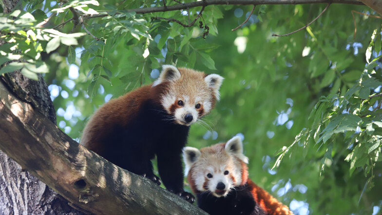 Euer Tier des Monats: Die Kleinen Pandas