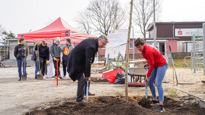 Bautzen: Neue Bäume im MSV Sportpark gepflanzt