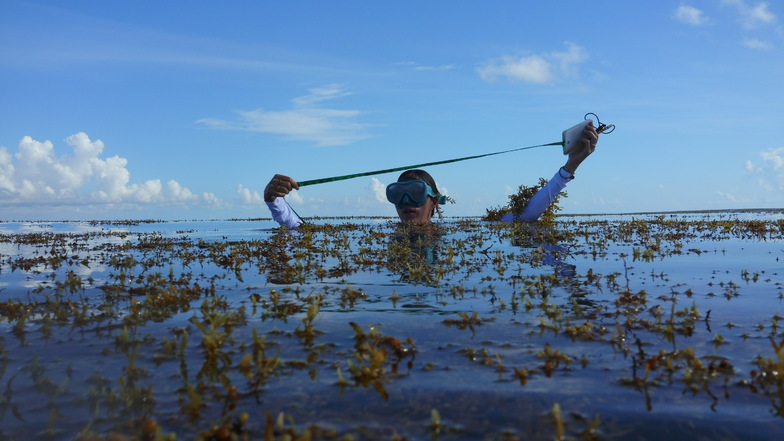 Sächsische Forscher kämpfen mit Algen gegen den Klimawandel