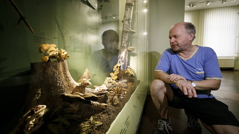 Pilzberater Steffen Hoeflich gibt dienstags im Naturkundemuseum eine kostenlose Pilzberatung.
