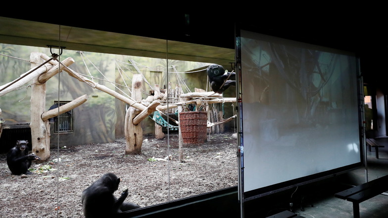Per Video sind in zwei tschechischen Zoos die Schimpansen in Kontakt.