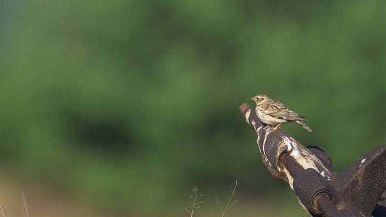 Die Heidelerche ist fast überall in der Königsbrücker Heide zu finden. Der Sommervogel kommt im Naturschutzgebiet (NSG) so häufig vor wie nirgends sonst in Sachsen. Die Wildnis ist allerdings auch ein Paradies für andere Vogelarten.