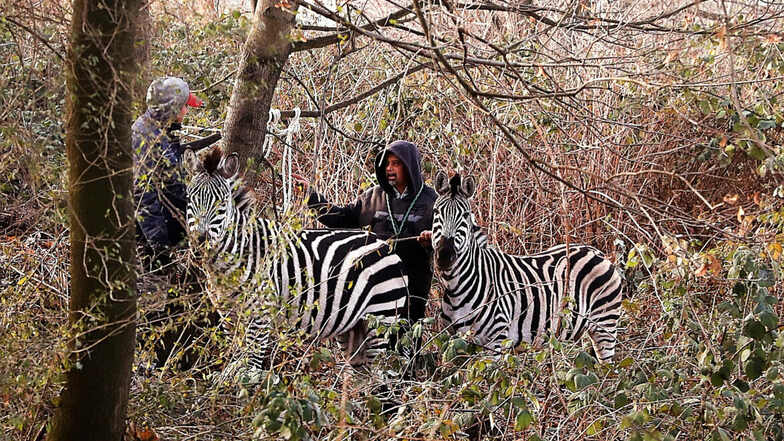 Vier Zebras waren am Montag ausgebrochen, drei davon überlebten das Chaos.