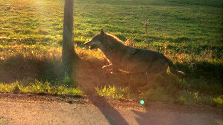 Wolf in Schönau-Berzdorf am 29. Dezember, 14 Uhr
Foto: Stefano Nostitz