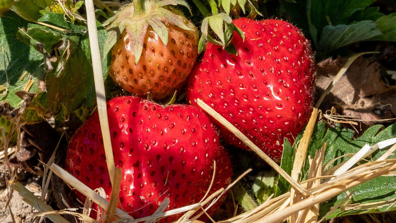 Viele Erdbeeren sind schon reif und können gepflückt werden. 