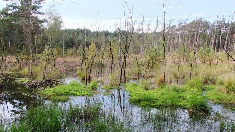 Die Waldmoore bei Radeburg brauchen hohe Wasserstände und wenig Nährstoffe. Wenn eins von beiden ausbleibt, wird die Lebensgrundlage vieler geschützter Arten zerstört.