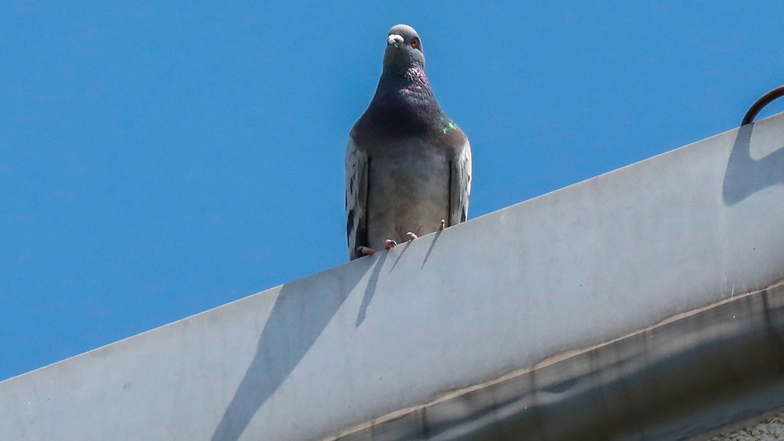 Tauben sind in vielen Innenstädten keine gerngesehenen Einwohner.
