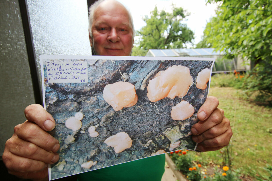 Der Kirschbaum-Gallertpilz hat sich "extrem rar" gemacht. Dieter Kunadt ist der dritte in Sachsen, der einen derartigen Pilzfund seit 2015 registrieren lassen hat.