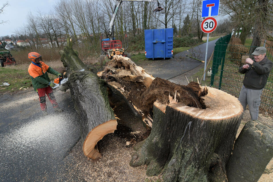 Als der Gedenkbaum  an der Jahnstraße im Februar gefällt wurde, zeigte sich das Ausmaß der Schäden. Aus Sicherheitsgrünen war dieser Schritt nötig.