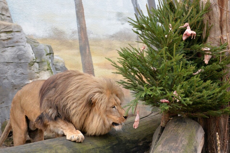 Bohmische Zoos Offnen Kostenlos Sachsische De