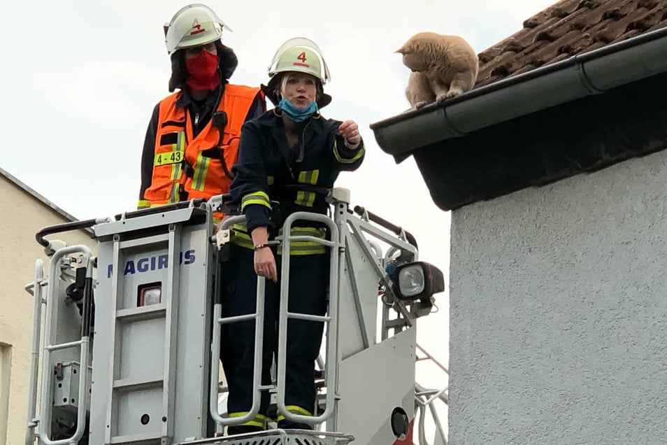 Muss Die Feuerwehr Tiere Retten? | Sächsische.de