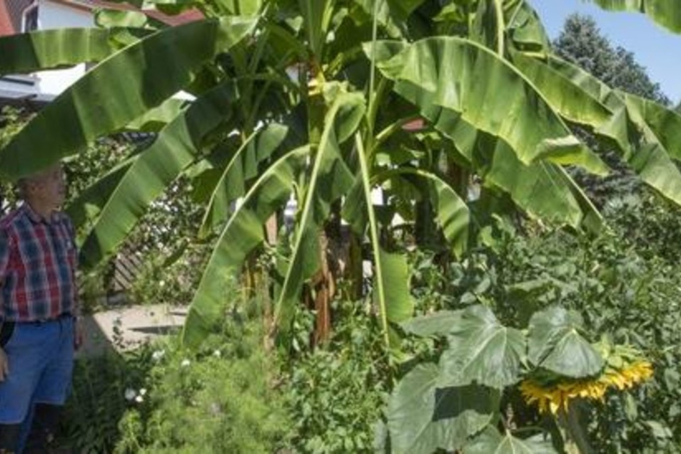 Im Rodertal Wachsen Bananen Sachsische De