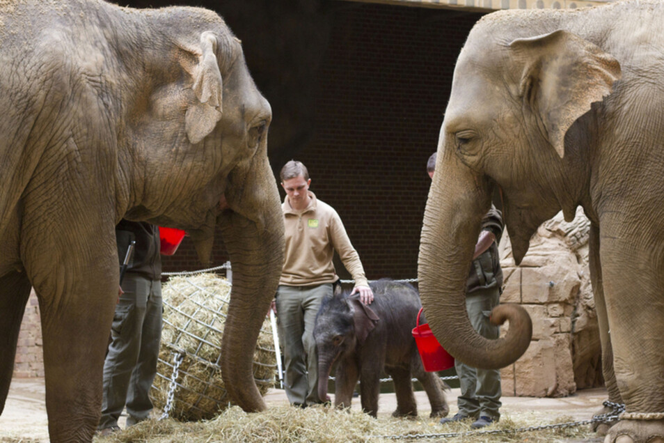 Sorge Um Elefantenbaby Im Leipziger Zoo Sachsische De