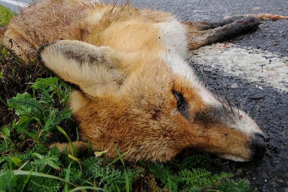 Toter Fuchs Vorm Haus Was Tun Sachsische De