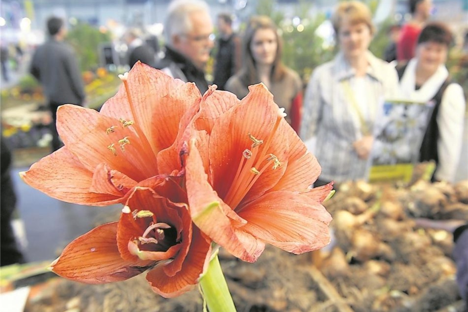 Messe Mit Exotischem Flair Sachsische De