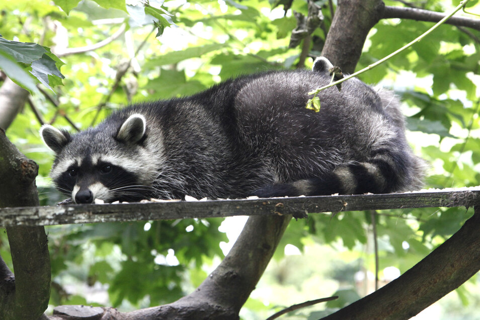 Waschbaren Wildern Im Grossen Garten Sachsische De