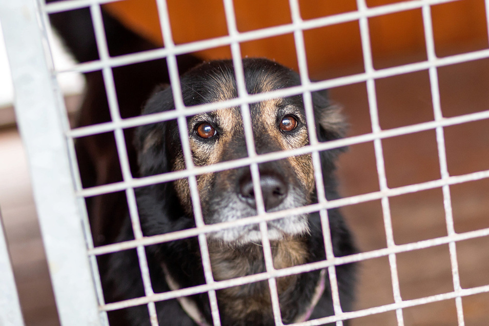 Hoffnung Hinter Gittern Sachsische De