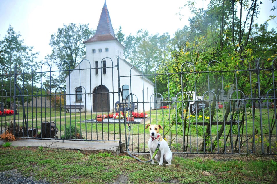 Hunde sitzen jetzt vorm Friedhof Sächsische.de