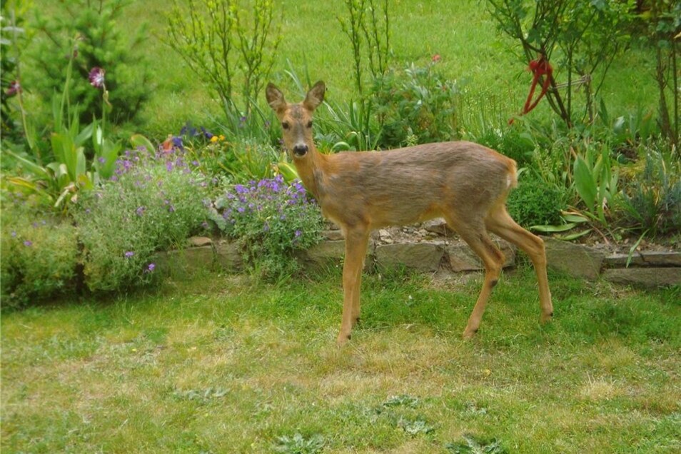 Ein Reh Im Garten Sachsische De