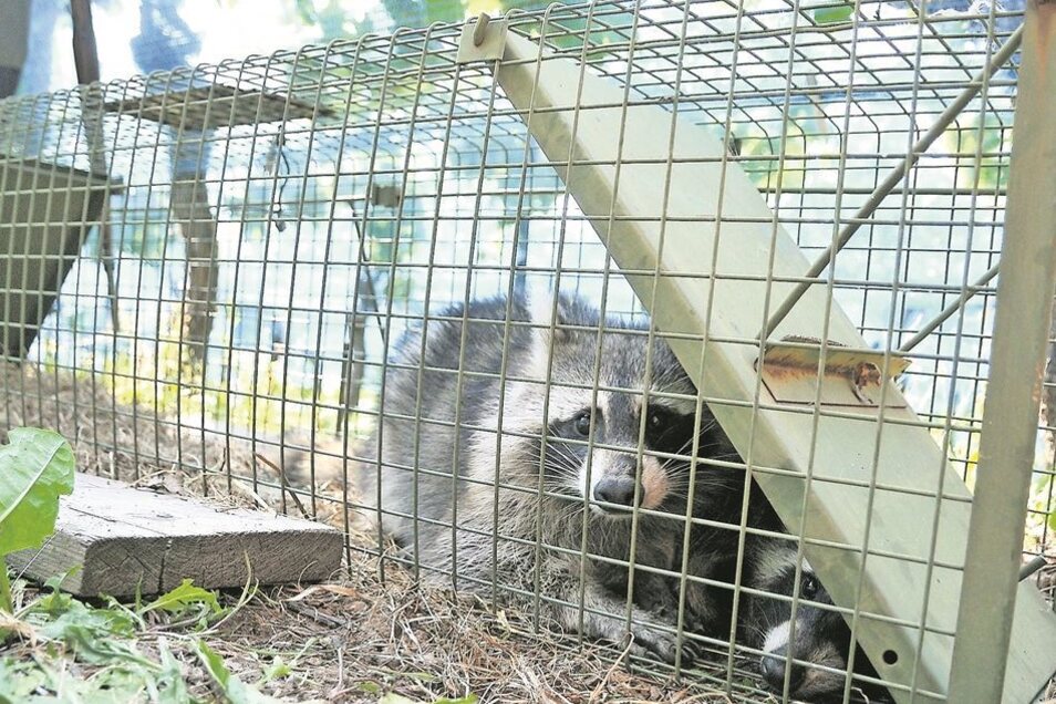 Waschbarbesuch In Der Gartensparte Sachsische De