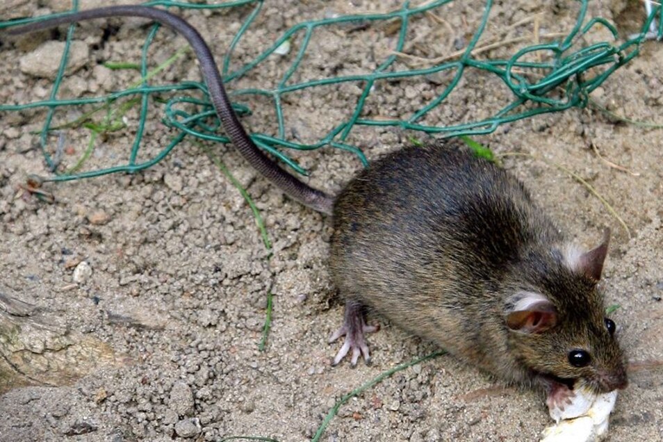 50+ toll Fotos Tote Ratte Im Garten / Augsburg Geschatzt