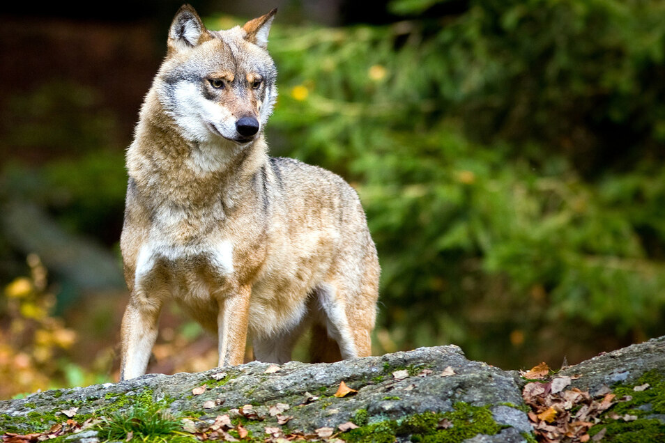 Wolfsrudel Siedelt Sich In Dresdner Heide An Sachsische De