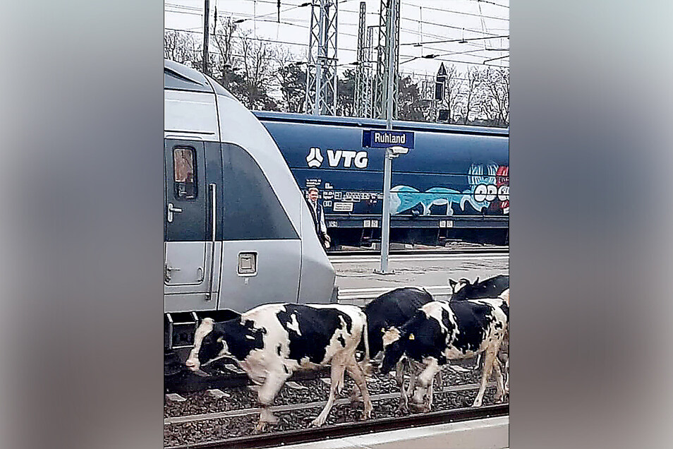 Wenn Kühe über Gleise spazieren Sächsische.de