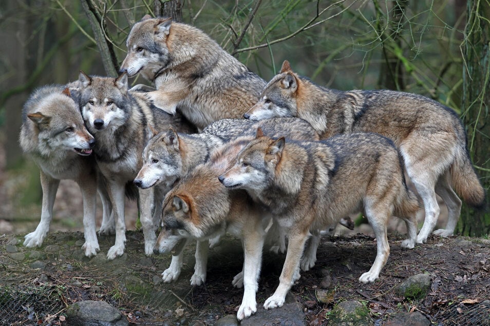 105 Wolfsrudel Leben In Deutschland Sachsische De