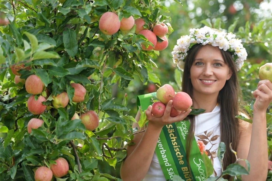 Rekordsommer Bringt Susse Apfel Sachsische De