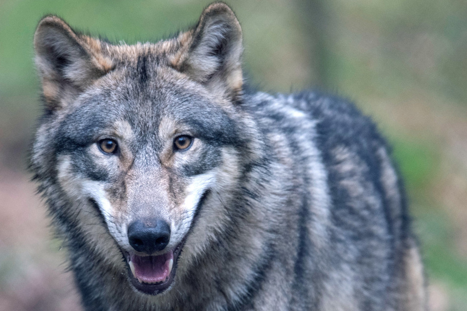 In Deutschland Konnten Bald Viel Mehr Wolfe Leben Sachsische De