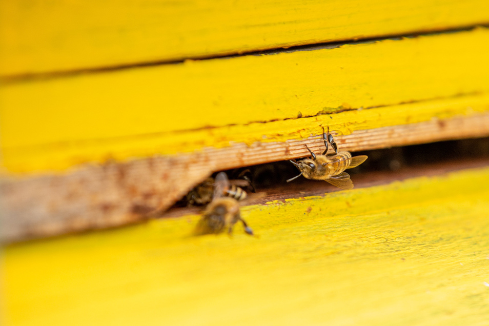 Warum So Viele Bienen Sterben Sachsische De