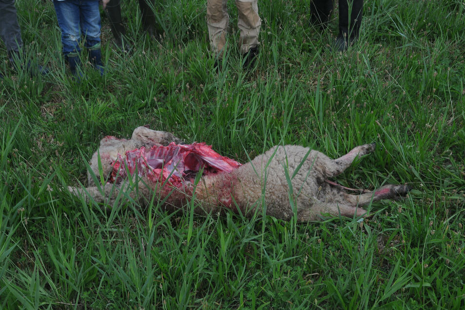 Ein Foto zeigt eins der toten Schafe. Nur eins der Tiere wurde innerhalb des Zauns gerissen.