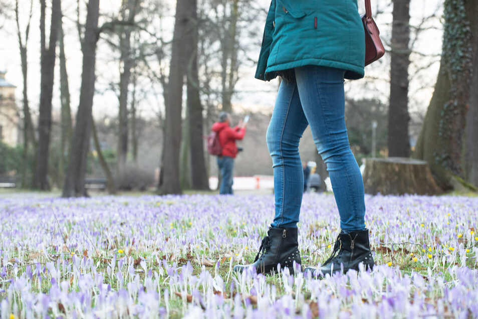 Warum Instagram Gefahrlich Fur Krokusse Ist Sachsische De