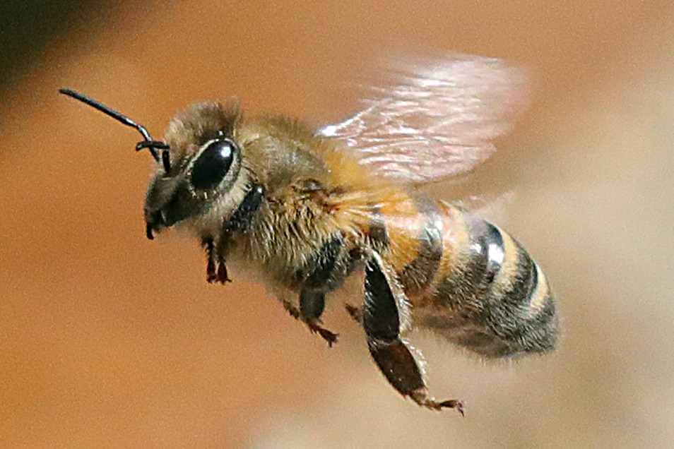 Die ersten Bienen fliegen in Sachsen | Sächsische.de