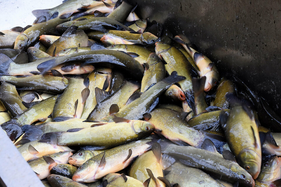 Die Fischernte - hoffen die Teichwirte - fällt in diesem Jahr trotz knapper Wasserressourcen noch respektabel aus. Allein in der Schwarzen Lache liegt der Pegel aktuell 30 Zentimeter unter der sonst üblichen Marke.