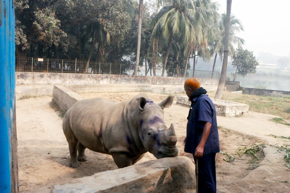 Zoo Will Nashorn Mit Schafen Aufheitern Sachsische De