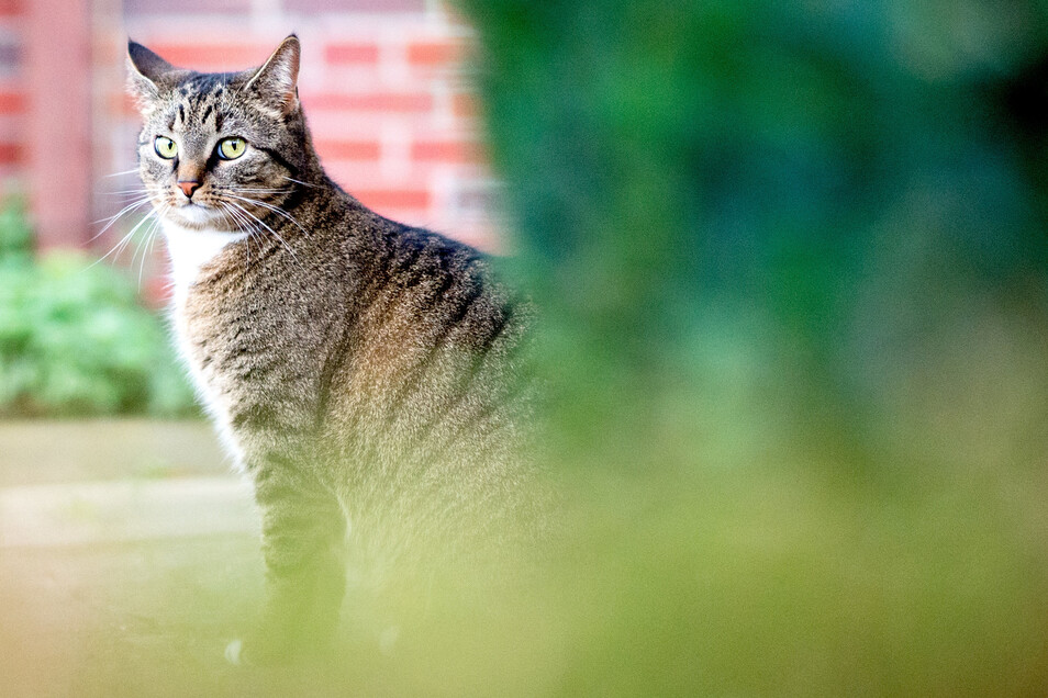 Reichenbach Will Katzen Kastrieren Lassen Sachsische De