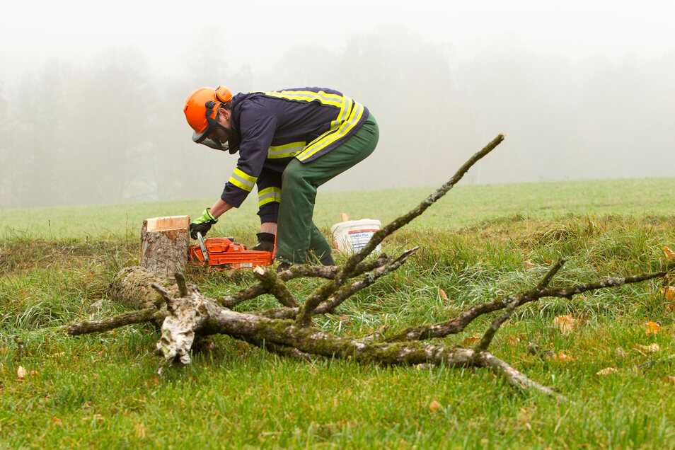 Weg mit dem "BaumabGesetz"? Sächsische.de