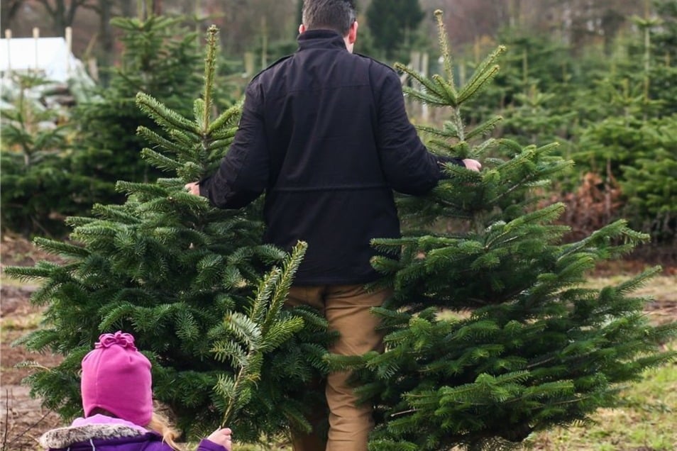 Weihnachtsbäume selber schlagen Sächsische.de