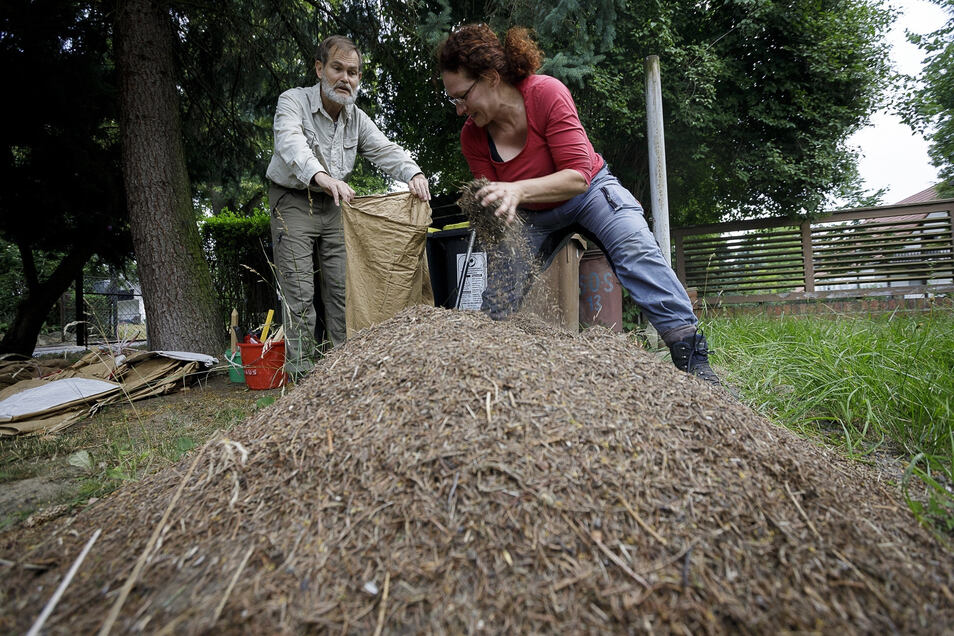 Wie Diese Ameisenretterin In Biesnitz Half Sachsische De