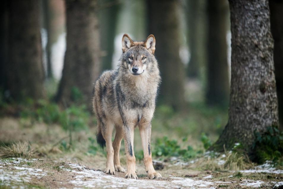 Wie Sich Der Wolf In Sachsen Ausbreitet Sachsische De